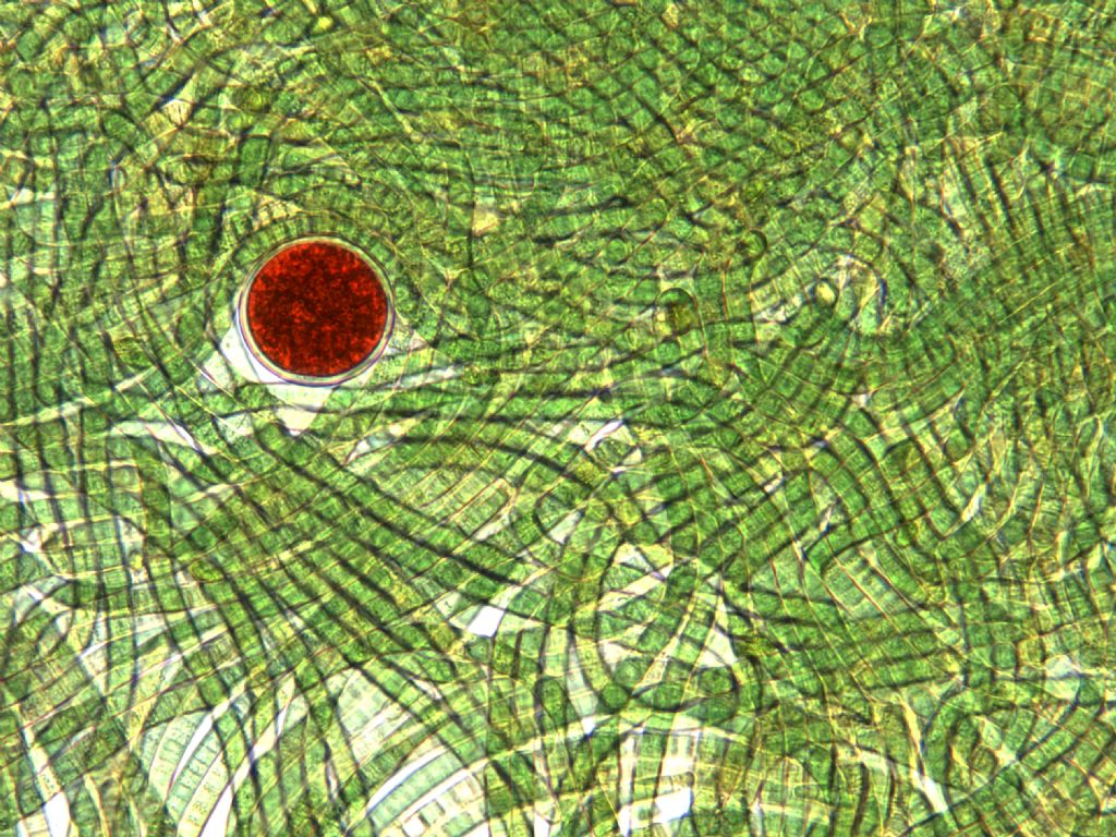 Armonizzazione e ritaglio delle selezioni e postproduzione